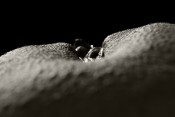 body-parts-black-n-white-12
