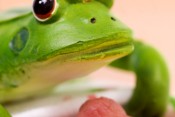 froschperspektive_03