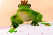 froschperspektive_04