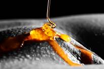A honey finder. Sweet and tasty