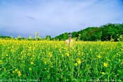 masks-and-flowers-5