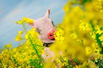 Schweinerei
