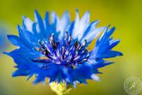 Springflowers-1