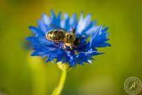 Springflowers-10