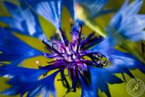 Springflowers-3
