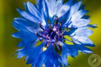 Springflowers-4