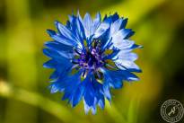 Springflowers-5
