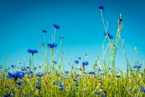 Springflowers-6