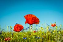 Springflowers-7