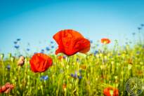 Springflowers-8