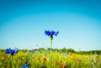 Springflowers-9